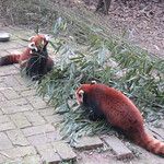 Firefox et ses copains les pandas