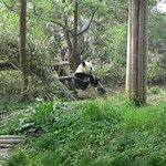Firefox et ses copains les pandas