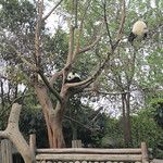 Firefox et ses copains les pandas
