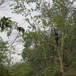 Firefox et ses copains les pandas