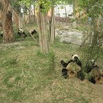 Firefox et ses copains les pandas