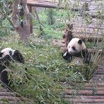 Firefox et ses copains les pandas
