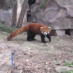 Firefox et ses copains les pandas