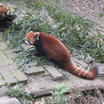 Firefox et ses copains les pandas