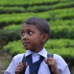 Sri Lanka - Plantation de thé