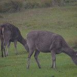 Sri Lanka - Horton plains