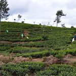 Sri Lanka - Plantation de thé