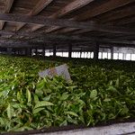 Sri Lanka - Lipton's Seat