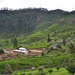 Sri Lanka - Plantation de thé