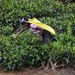 Sri Lanka - Plantation de thé