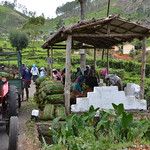 Sri Lanka - Plantation de thé