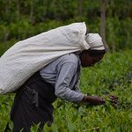 Sri Lanka - Plantation de thé