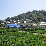 Koh Phi Phi, l'île aux couleurs paradisiaques !