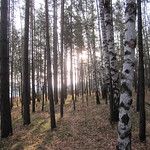 Transsibérien - Krasnoyarsk - La réserve de Stolbi