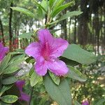 Kunming, cité de l’éternel printemps