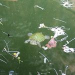 Kunming, cité de l’éternel printemps