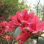 Kunming, cité de l’éternel printemps