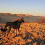 Transsibérien - Mongolie - Jour 4