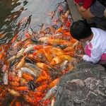 La vieille ville chinoise de Shanghai