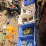 Le marché aux oiseaux de Xi’an