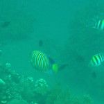 Le snorkeling à Amed