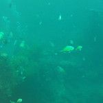 Le snorkeling à Amed