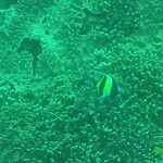 Le snorkeling à Amed