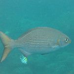 Le snorkeling à Amed