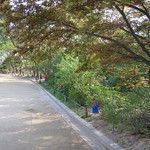 Les Gungs de Séoul - 1ère partie