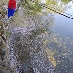 Les Gungs de Séoul - 1ère partie