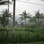 Les rizieres de Bali