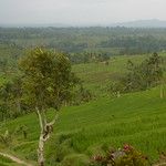 Les rizieres de Bali