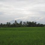 Les rizieres de Bali