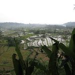 Les rizieres de Bali