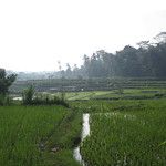 Les rizieres de Bali