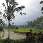 Les rizieres de Bali