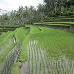 Les rizieres de Bali