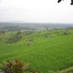 Les rizieres de Bali