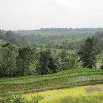 Les rizieres de Bali