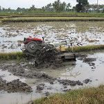 Les rizieres de Bali