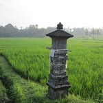 Les rizieres de Bali