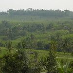 Les rizieres de Bali