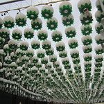 Les temples bouddhistes de Séoul