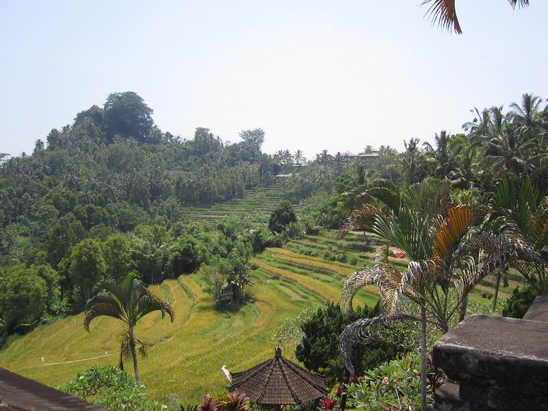 Les rizieres de Bali