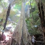 Railay, le petit Avatar