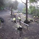 Road trip sur les cratères du Bromo et du Kawah Ijen