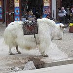 Shangri-la, aux portes du Tibet !