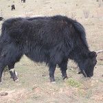 Shangri-la, aux portes du Tibet !