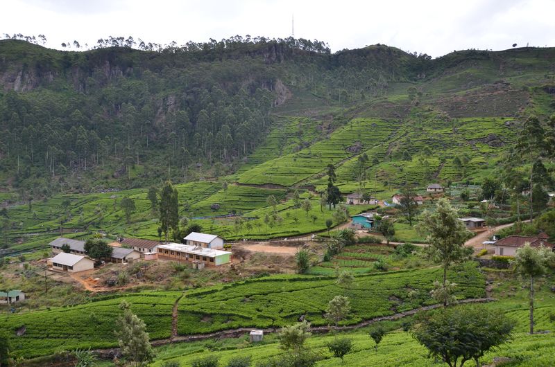 Sri Lanka - Plantation de thé