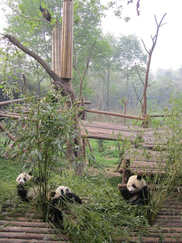 Firefox et ses copains les pandas